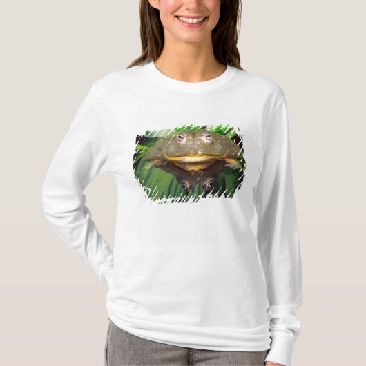 アフリカガマアシガエル, Pyxicephalus 2 Tシャツ (正面)