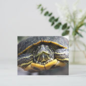 アフリカガメ ポストカード (スタンド正面)