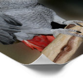 アフリカキスをするグレイのオウムかわいい鳥 ポスター (角)