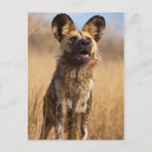 アフリカキンセンカイ ポストカード (正面)