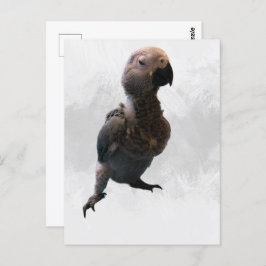アフリカグレイのオウム、ポストクロッシング葉書 ポストカード