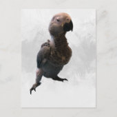 アフリカグレイのオウム、ポストクロッシング葉書 ポストカード (正面)