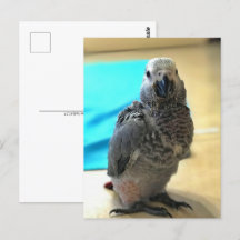 アフリカグレイのオウム、ポストクロッシング葉書