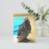 アフリカグレイのオウム、ポストクロッシング葉書 ポストカード (スタンド正面)