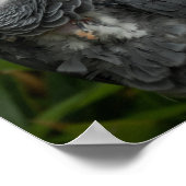 アフリカグレイのオウム – 鳥の写真 ポスター (角)