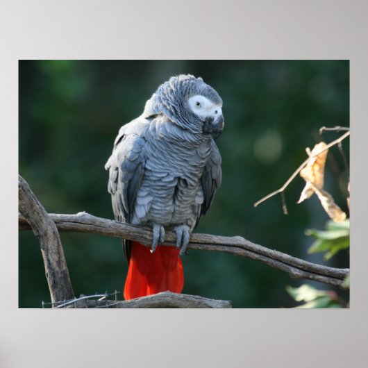 アフリカグレイプリント ポスター (正面)