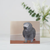 アフリカグレイ葉書 ポストカード (スタンド正面)