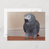 アフリカグレイ葉書 ポストカード (正面/裏面)