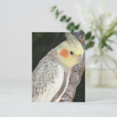 アフリカグレイ葉書 ポストカード (スタンド正面)