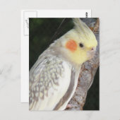 アフリカグレイ葉書 ポストカード (正面/裏面)