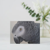 アフリカグレイ葉書 ポストカード (スタンド正面)