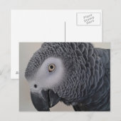 アフリカグレイ葉書 ポストカード (正面/裏面)