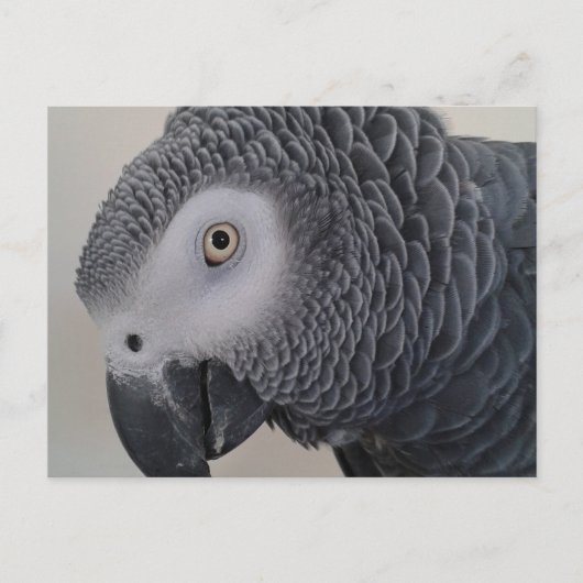 アフリカグレイ葉書 ポストカード (正面)