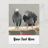 アフリカグレイ鸚鵡、接写 ポストカード (正面)