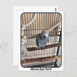 アフリカグレイ鸚鵡、接写 ポストカード