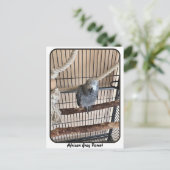 アフリカグレイ鸚鵡、接写 ポストカード (スタンド正面)