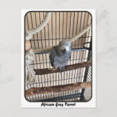 アフリカグレイ鸚鵡、接写 ポストカード (正面)