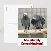 アフリカグレイ鸚鵡、接写