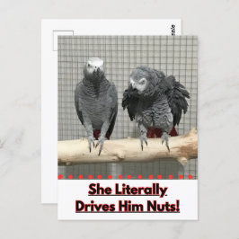 アフリカグレイ鸚鵡、接写 ポストカード