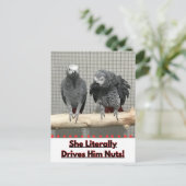 アフリカグレイ鸚鵡、接写 ポストカード (スタンド正面)