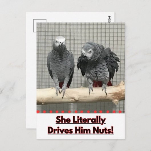 アフリカグレイ鸚鵡、接写 ポストカード (正面/裏面)