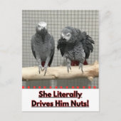 アフリカグレイ鸚鵡、接写 ポストカード (正面)