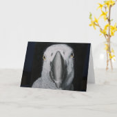 アフリカグレイ カード (黄色い花)