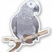 アフリカグレイ シール (正面)