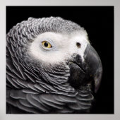 アフリカグレイ ポスター (正面)