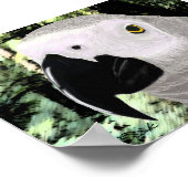 アフリカグレイ ポスター (角)