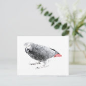 アフリカグレイ ポストカード (スタンド正面)