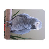 アフリカグレイ マグネット (横)