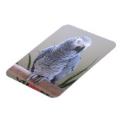 アフリカグレイ マグネット (左側)