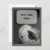 アフリカグレーパロット顔動物はがき ポストカード (正面/裏面)