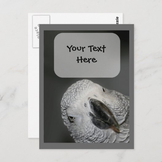 アフリカグレーパロット顔動物はがき ポストカード (正面/裏面)