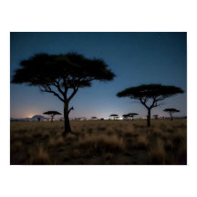 アフリカサバンナアカシアの木 星空 夜景