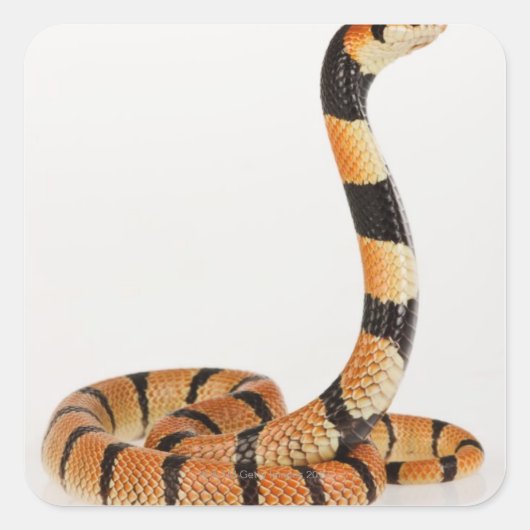 アフリカサンゴヘビ(Amasidelaps leusicus) スクエアシール (正面)