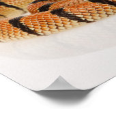 アフリカサンゴヘビ(Amasidelaps leusicus) ポスター (角)