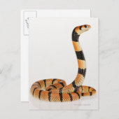 アフリカサンゴヘビ(Amasidelaps leusicus) ポストカード (正面/裏面)