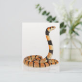 アフリカサンゴヘビ(Amasidelaps leusicus) ポストカード (スタンド正面)