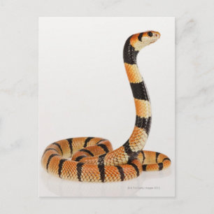 アフリカサンゴヘビ(Amasidelaps leusicus) ポストカード