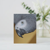 アフリカシロガオサザイインコ ポストカード (スタンド正面)