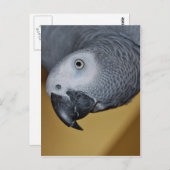 アフリカシロガオサザイインコ ポストカード (正面/裏面)