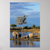 アフリカスイギュウゾウ (Loxodonta Africana)