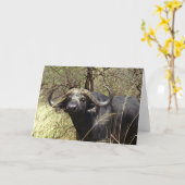 アフリカスイギュウ カード (黄色い花)