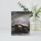 アフリカセンリトカメのポストカード ポストカード (スタンド正面)