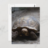 アフリカセンリトカメのポストカード ポストカード (正面/裏面)