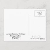 アフリカセンリトカメのポストカード ポストカード (裏面)