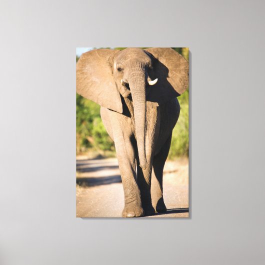 アフリカゾウが歩く キャンバスプリント (正面)