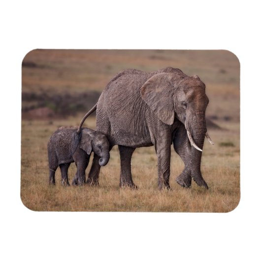 アフリカゾウと子ゾウ マグネット (横)